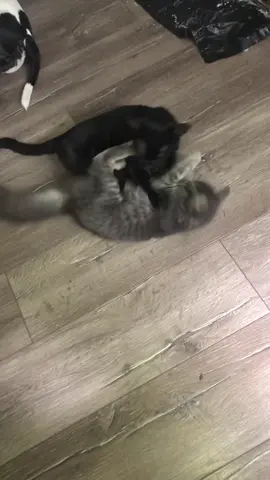 I let foster kitty win to get away from his whiny cries. As usual, the dog was no help. #kitten #catsbae #cutecat #tiktokcats