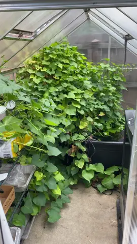 Look how much these vines have grown!!! #vines #sweetpotato #potato