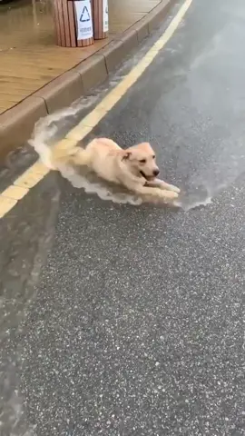 Just a good boy dancing in the rain 🐶 #dog #dogs #animal #animals #dogsoftiktok #puppies #puppy #pet #pets #PetsOfTikTok #doggo #fyp #foryou #viral