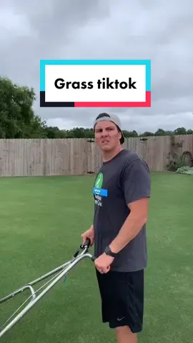 Looky Loos. #lawncare #lawnmower #grasstiktok #grasstok #ilikegrass #green #grass #lawntiktok