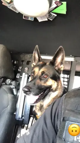Helping people... that’s what we are here for!! #germanshepherd #georgia #k9officer #fy #fyo #sheriffsoftiktok #k9 #forthwboys #foryou #foryoupage