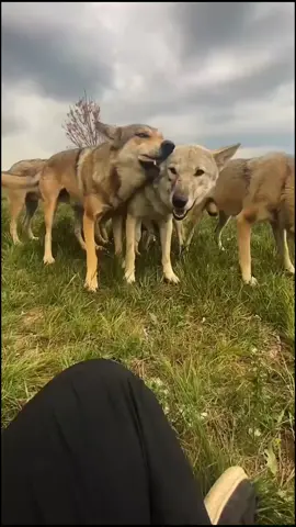 Daily life#foryou #animals #wolf