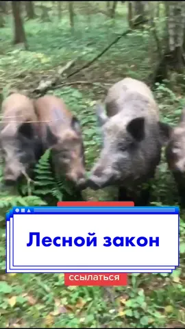 ❤️👌🏻Встречали кабанов в лесу?? #закон #лес #юристсимакова #грибы2020 #опята2020 #природа #московскаяобласть