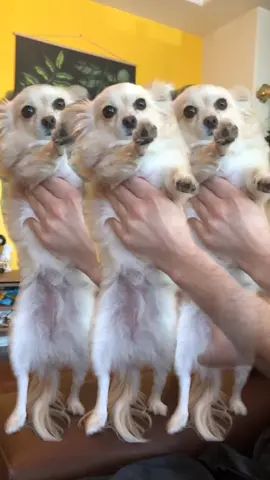 She gon show you how she got that ring. #dogperson #ShowAndTell #AirheadsDitchChallenge #dogsoftiktok #empoweryourself