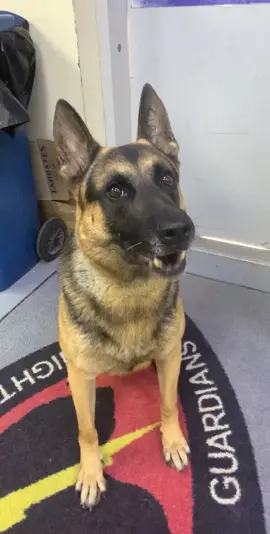 #fyp #foryoupage #germanshepherd #k9