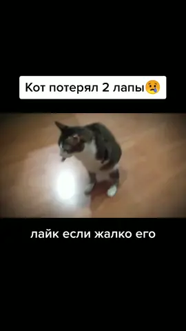 #котинвалид #котбезлап #котик #бедныйкотик #жалкокота #бедолага