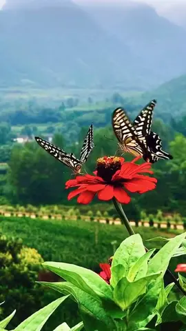 #fyp #nature Do you like butterflies 🦋?