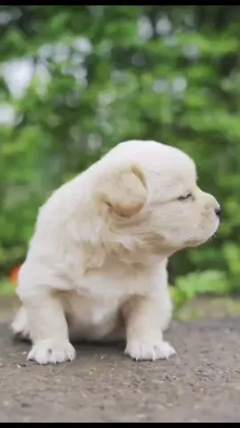 kiss me 😘#dogs#tiktokdog #cutedog #fyp #foryou