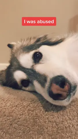 #crash #foryou#shelterdogs #shelter #rescuedog #husky#foryou