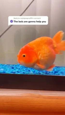 Reply to @calebgregory95 I know the boys have been over used, but I am asking the boys for one final task. Make my goldfish viral #fortheboys #theboys