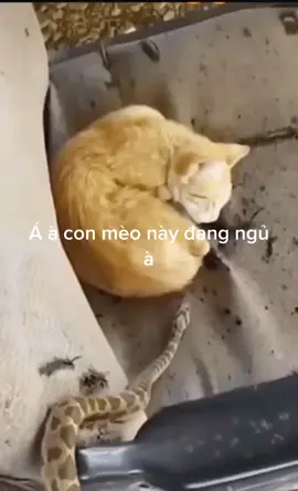 Ôi dồi ôi 🙀🙀🙀🙀🙀 ghê quá.#meomeo #mèomeo #rắn #đôibanthan #coppy #nguồn