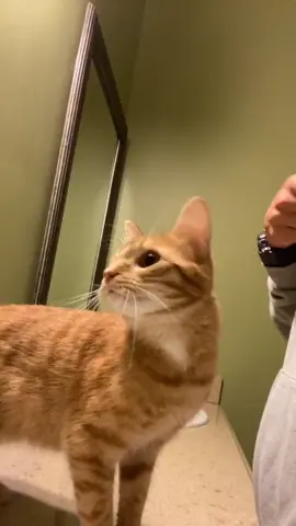 @adorableanimals has the best animal videos tiktok follow them 🤣🙌 #fy #fyp #foryou #foryoupage #viral #funnyanimals #cats #catsoftiktok