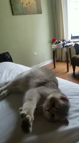 Our dolphin 😂 #cat #funnyvideos #dolphin #tiktokcat
