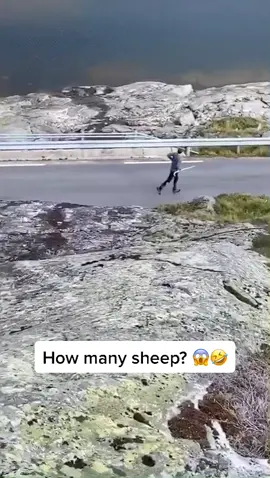 How many sheep can you see?👇😂 (🎥 @reimarito) #fy #fyp #foryou #foryoupage #viral #sheep #sheepoftiktok