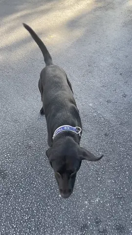 He’d rather play with a stick than chase the geese 🤷🏻‍♂️ #k9 #dogsoftiktok #whatareyoudoing