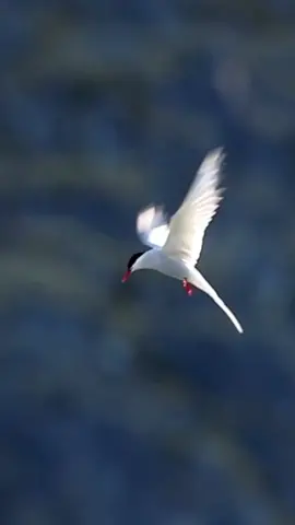 Arctic Terns - These amazing #birds migrate annually from #Antarctica to the #arctic // #arctictern #birdphotography #slowmo #richardsidey #wildlife