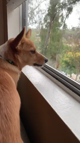 Bad vibe! #corgis #corgisoftiktok #dogsoftiktok #fyp #xyzbca