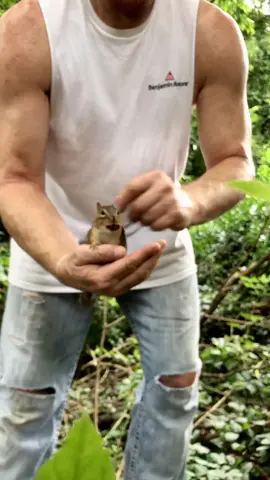 King Mooshy on his throne #foryou #socute #little #animals #cutiepie #chipmunk #mooshy