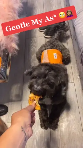 He legit took it off mt hand 🙄🤣 #fyp #foryoupage #dog #gentle #ProveWhatsPossible
