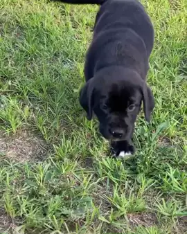 apparently this sound is supposed to line up perfectly with your most recent camera roll video 😍😍😍 #dog #puppy #lab #fyp