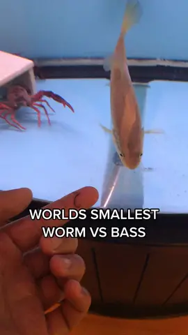 FEEDING CHOMP THE BASS #pet #feeding #worms #fyp #foryoupage #foryou #Outdoors #sport #4u #fypシ