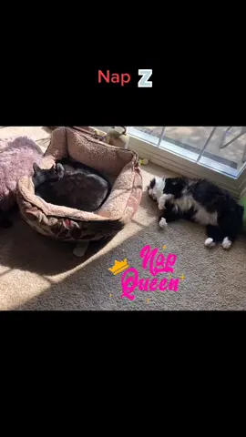 Catnap!  #catsoftiktok #nap