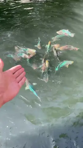 I can’t believe I found Saltwater Koi😱 #Fyp #trend #fish