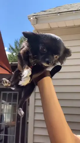 Flying Puddin 🥺❤️ #foryou #foryoupage #feature #featureme #pets #dogs #tiktok #Spooktember #AnimalFriends