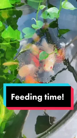 Feeding time for the fatties.
