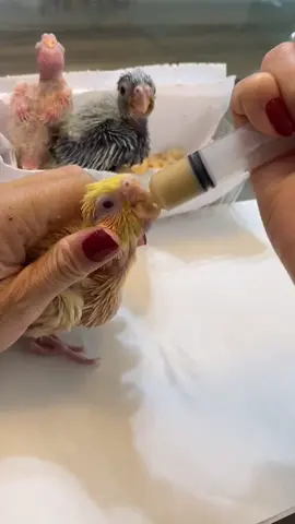 Alimentando meus bebês calôs 🐣 #calopsitas_mansa #calopsita #calopsitas #calopsitasnotiktok