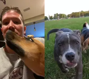 #duet with @pbsnature chill night with the #dog #dogperson #puppiesoftiktok #dogs #goinglive #AnimalFriends #comechill