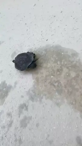 y’all see the way he straight up drifted around that first turn? 😂 #fyp #turtle #AnimalFriends #xgamesmode #herping #chickenturtle