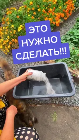 Основная Осенняя подкормка🤗#зола #народноесредство #удобрение #подкормка #садогороддача