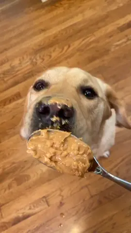 Magnus LOVES peanut butter!#animalfriends #dogsoftiktok #labradorretriever #dog #labrador #dogperson #magnusthetherapydog  #peanutbutter