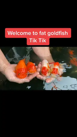 Welcome to fat goldfish Tik Tok, stay a while 😊. #fatgoldfish #goldfishtiktok #ranchugoldfish