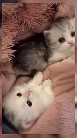 #foryou #kitten #pet #cute