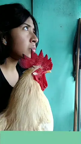José es testigo🐓