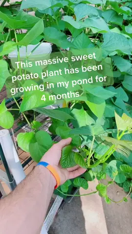 This is a limited time offer. I have yet to name any of my plants after one of my followers. #plants #sweetpotato #challenge