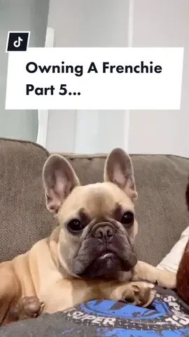 Part 5 of this series... #frenchbullsog #frenchie #frenchiesoftiktok #dogs #TikTokFashionMonth #AdultMoney #puppy #doglover#batdog#goodboy