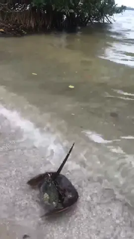 Flipping Horseshoe Crabs to Save Them #rescue #consam #horseshoecrab