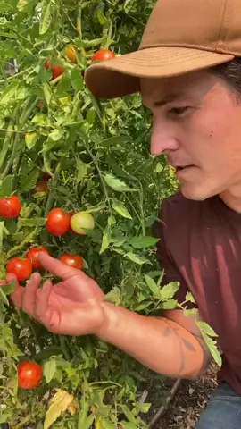 Check out @candidegardening for more help with your #garden pests. #candidegardening #ad #gardening #gardening101 #gardeningtips #DidYouKnow #plants