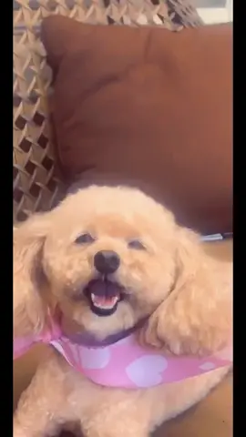 hi I’m 21 and crying over how much I miss my dog