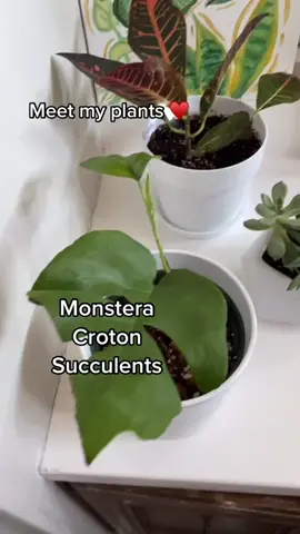 Like for more plant vids 🌱✨ #plantstuff #plants #plantaddict #planttiktok #plantlover #plantmom