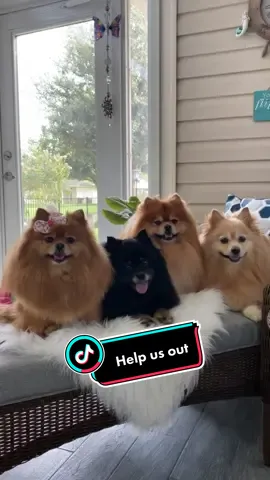 What will you do 🥺#letsbefriends #dogsoftiktok #pomeranian #foryou #dontletthisflop #weloveyou #justdoit