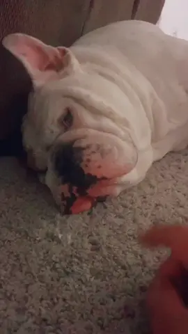 #fyp #englishbulldog #lol#prettywomen