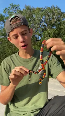 @noah_humphlett04 with  1 of 3 Coral Snakes all found within 15 mins that morning!! 🤯 #fyp #snakes #herping #coralsnake @guntergatekeeper