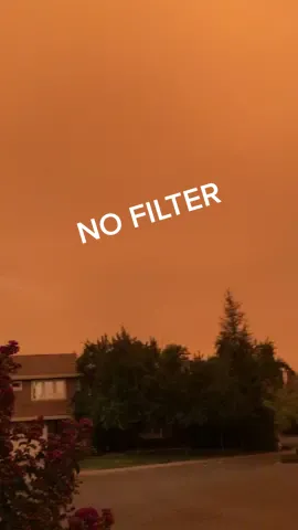 No filters! This is what it looks like outside at 9am near San Francisco #MorningCheer #fyp  If you are reading this drop a 💨 and I will follow you