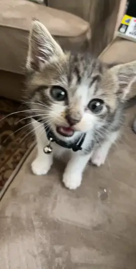 I’m a talkative little guy #meow #kitten #kittensoftiktok #catlover #cat #catsoftiktok #adorableanimals #cute