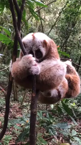 Slow loris are the only primaries that are poisonous. 😧#slowloris #monkey #animals
