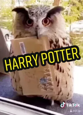 What’s your favorite house in Hogwarts? 🧙⚡️🦉#gryffindor #slytherin #hufflepuff #ravenclaw #ThatsHot #harrypotter #potter #Hogwarts #hogwartshouses